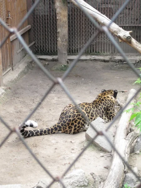 Leopardo Foto Zoológico — Fotografia de Stock