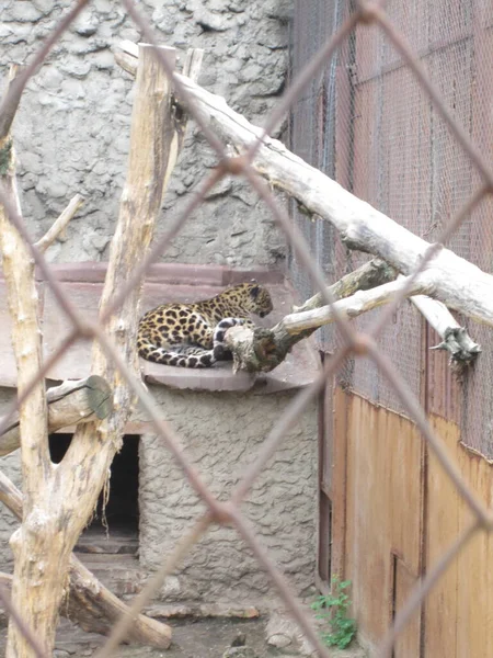 Леопард Фото Зоопарка — стоковое фото