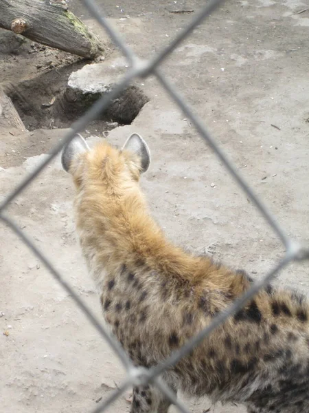 Hyenas 动物园的照片 — 图库照片