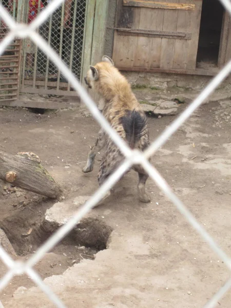 Hyenas Φωτογραφία Από Ζωολογικό Κήπο — Φωτογραφία Αρχείου