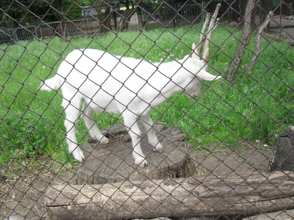 白い小さなヤギ 動物園からの写真 — ストック写真