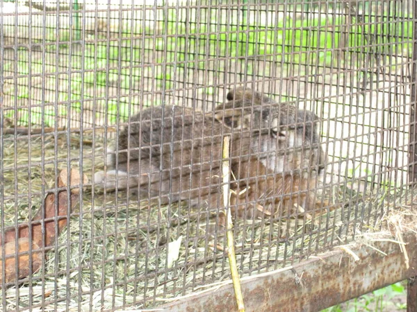 Conejo Está Descansando Una Foto Del Zoológico —  Fotos de Stock