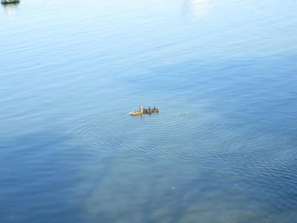 Ente Mit Entchen Auf Dem See — Stockfoto