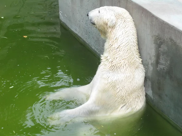 Oso Polar Descansa Agua Foto Del Zoológico —  Fotos de Stock