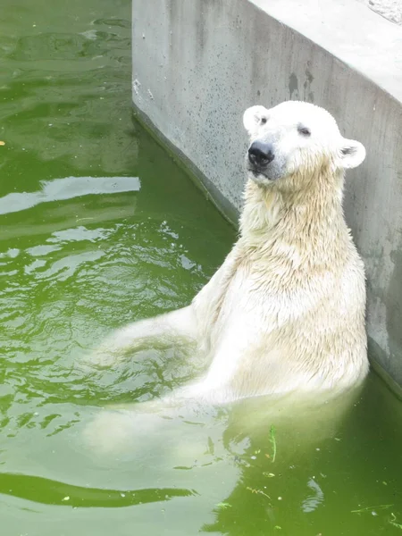 Μια Πολική Αρκούδα Αναπαύεται Στο Νερό Φωτογραφία Από Ζωολογικό Κήπο — Φωτογραφία Αρχείου