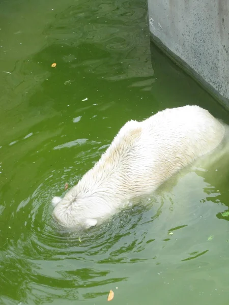 Urso Polar Repousa Água Foto Zoológico — Fotografia de Stock
