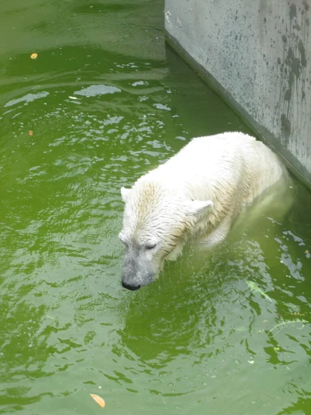 Μια Πολική Αρκούδα Αναπαύεται Στο Νερό Φωτογραφία Από Ζωολογικό Κήπο — Φωτογραφία Αρχείου