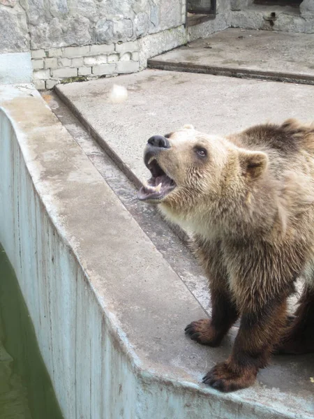 Μια Αρκούδα Πιάνει Φαγητό Στόμα Της Φωτογραφία Από Ζωολογικό Κήπο — Φωτογραφία Αρχείου