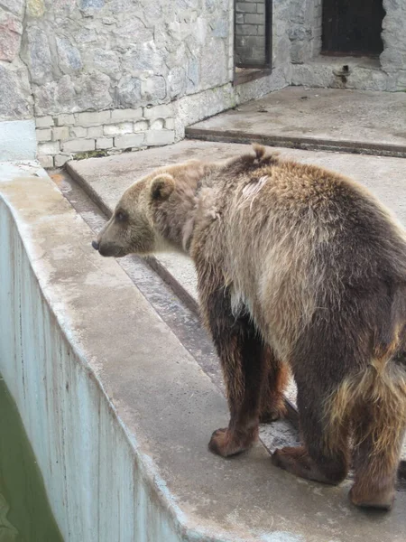 Μια Αρκούδα Είναι Ανάπαυση Μια Φωτογραφία Από Ζωολογικό Κήπο — Φωτογραφία Αρχείου