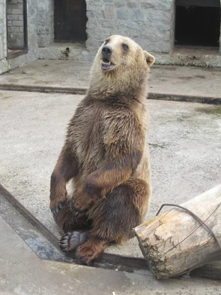 Urso Descansa Uma Foto Zoológico — Fotografia de Stock