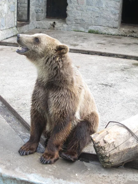 Μια Αρκούδα Είναι Ανάπαυση Μια Φωτογραφία Από Ζωολογικό Κήπο — Φωτογραφία Αρχείου