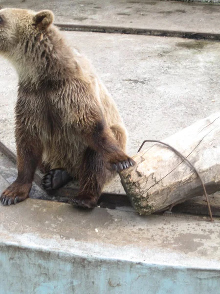 Ein Bär Ruht Ein Foto Aus Dem Zoo — Stockfoto