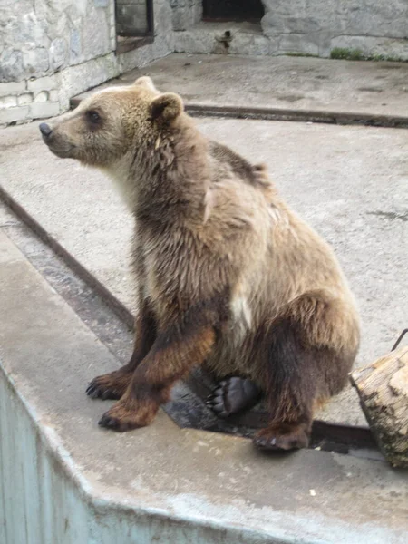 熊は休息です 動物園からの写真 — ストック写真