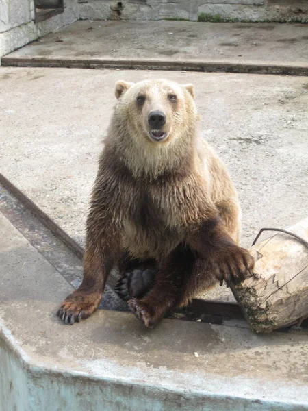 Ведмідь Відпочиває Фотографія Зоопарку — стокове фото