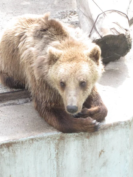 Bear Rests Photo Zoo — Stock Photo, Image