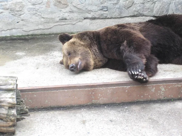 Медведь Спит Фото Зоопарка — стоковое фото