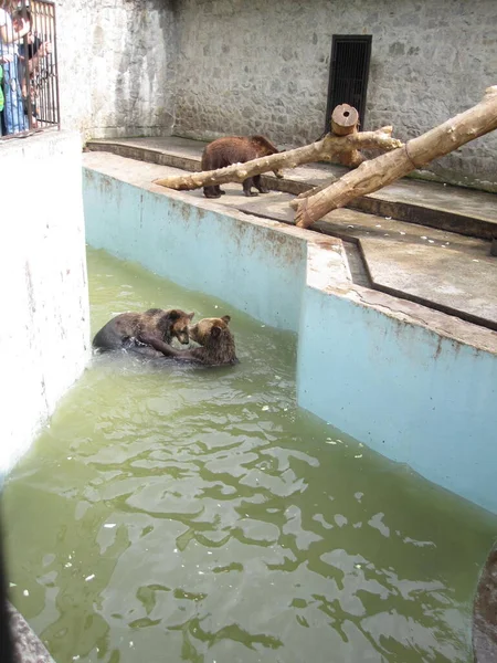 Medvék Játszanak Vízben Fotó Állatkertből — Stock Fotó