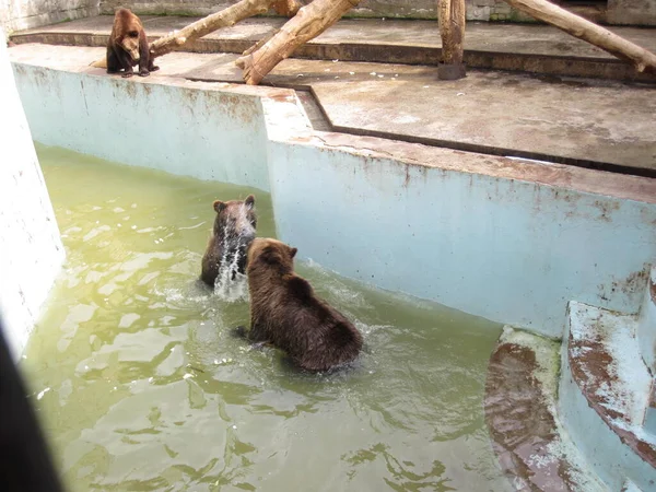 Niedźwiedzie Bawią Się Wodzie Zdjęcie Zoo — Zdjęcie stockowe