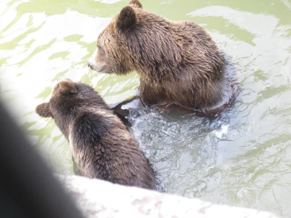 Bears play in the water - photo from the zoo