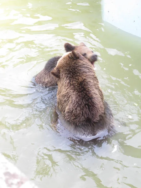 Ведмеді Грають Воді Фото Зоопарку — стокове фото