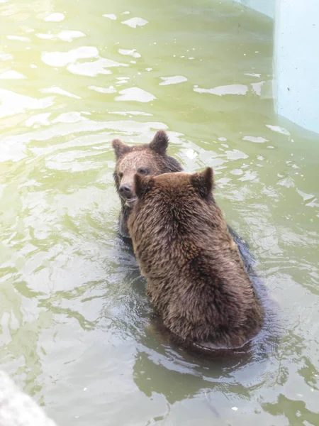 Gli Orsi Giocano Acqua Foto Dallo Zoo — Foto Stock