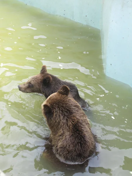 Αρκούδες Παίζουν Στο Νερό Φωτογραφία Από Ζωολογικό Κήπο — Φωτογραφία Αρχείου