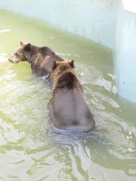 Bären Spielen Wasser Foto Aus Dem Zoo — Stockfoto