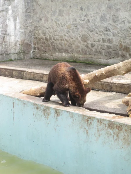 Ведмідь Сидить Суші Біля Дрейфу Фотографія Зоопарку — стокове фото