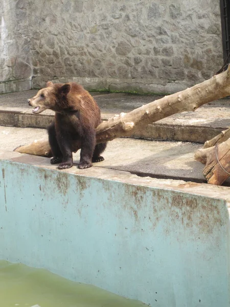 Медведь Сидит Земле Рядом Дровами Фото Зоопарка — стоковое фото