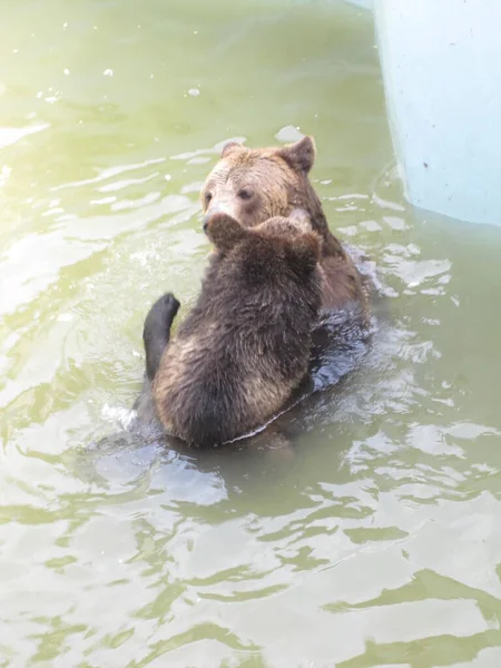 クマは水で遊ぶ 動物園からの写真 — ストック写真