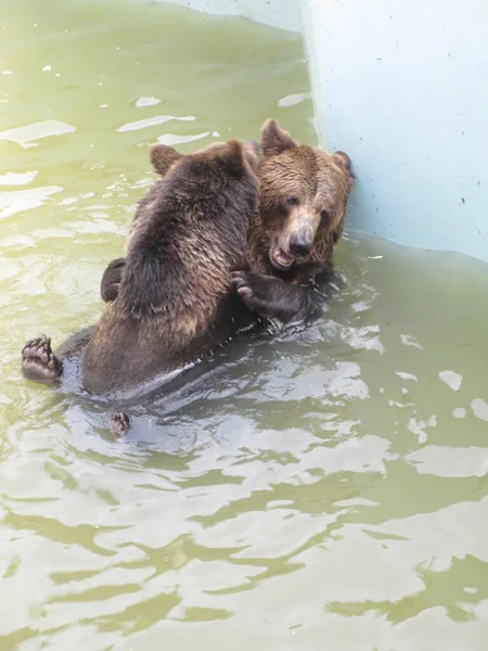 クマは水で遊ぶ 動物園からの写真 — ストック写真