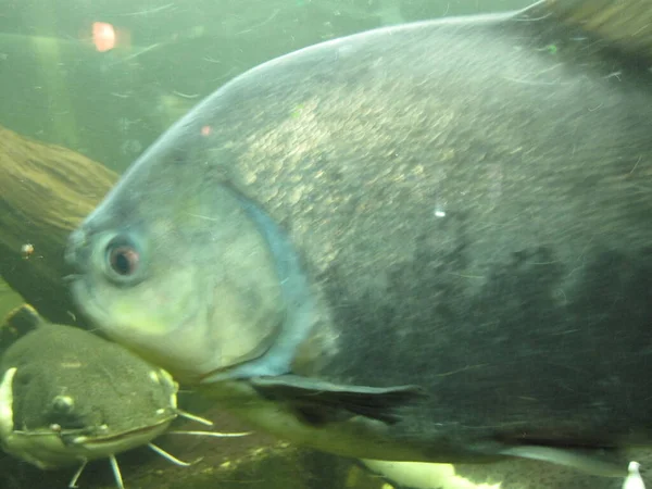 Большая Рыба Сом Аквариуме — стоковое фото
