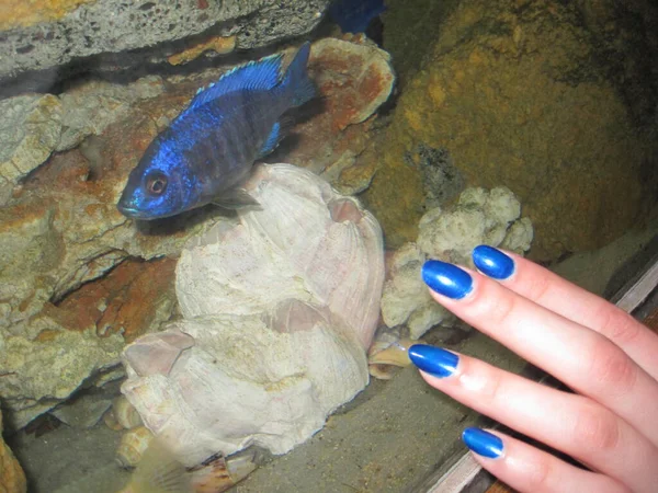 Blauwe Vis Met Koraal Het Aquarium Blauwe Manicure — Stockfoto