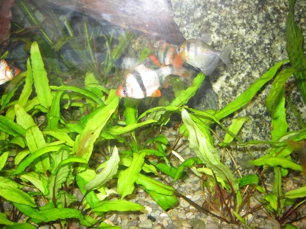 Kleine Vissen Het Aquarium — Stockfoto