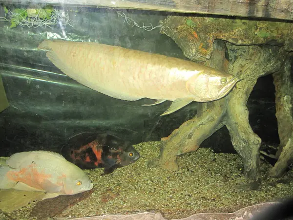 Grote Vissen Het Aquarium — Stockfoto