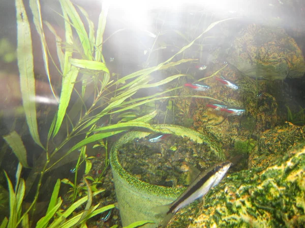 Een Verscheidenheid Aan Kleurrijke Vissen Een Aquarium — Stockfoto