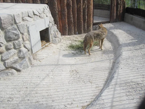 Coyote Foto Del Zoológico —  Fotos de Stock
