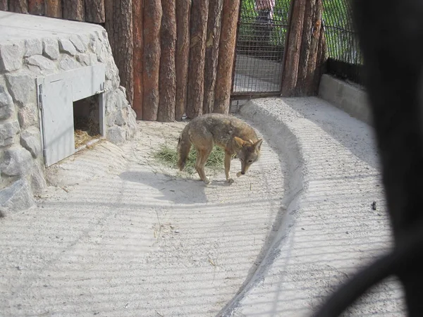 Coyote Photo Zoo — Photo