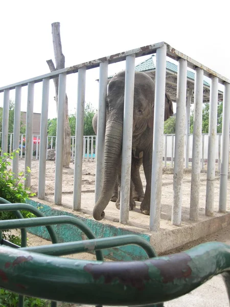 코끼리 동물원의 — 스톡 사진