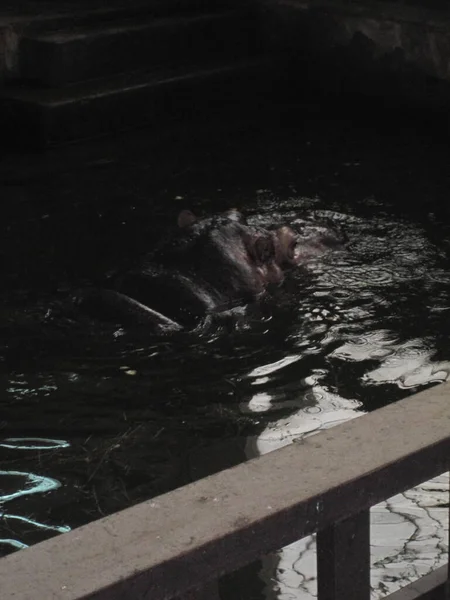 Ιπποπόταμος Μόλις Κολύμπησε Στο Νερό Φωτογραφία Από Ζωολογικό Κήπο — Φωτογραφία Αρχείου