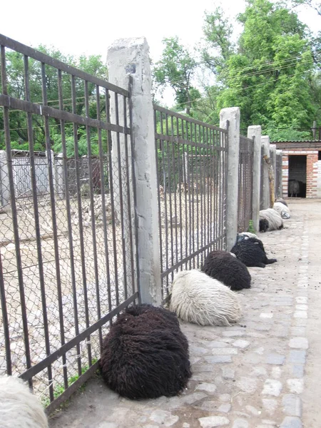 Les Moutons Reposent Sous Clôture Dans Zoo — Photo