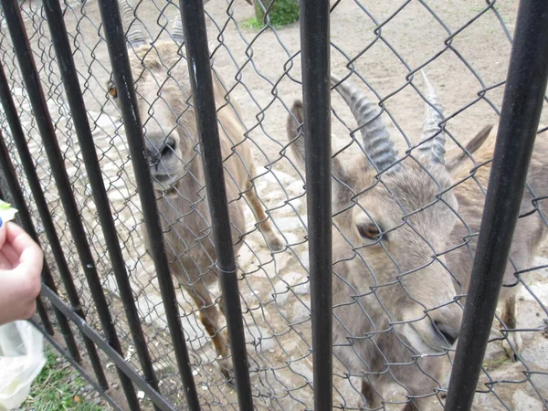 Κατσίκες Κέρατα Πίσω Από Φράχτη Στο Ζωολογικό Κήπο — Φωτογραφία Αρχείου