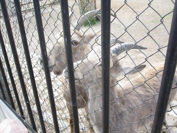 Кози Рогами Парканом Зоопарку — стокове фото