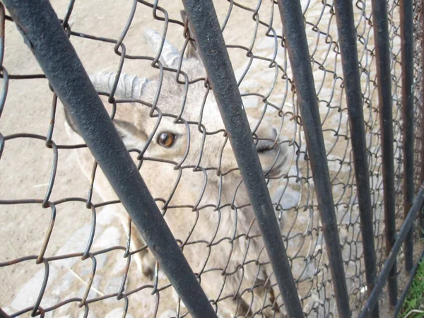 山羊动物园里在栅栏后面有扭曲角的山羊 — 图库照片