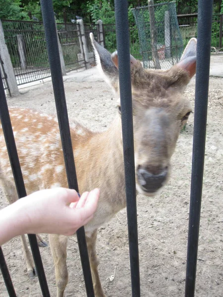動物園の柵の後ろに小さな角を持つ若い鹿 — ストック写真
