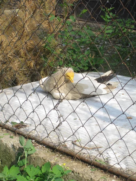 Keselyű Egy Fehér Ragadozó Madár Nyugszik Kerítés Mögött Egy Állatkertben — Stock Fotó