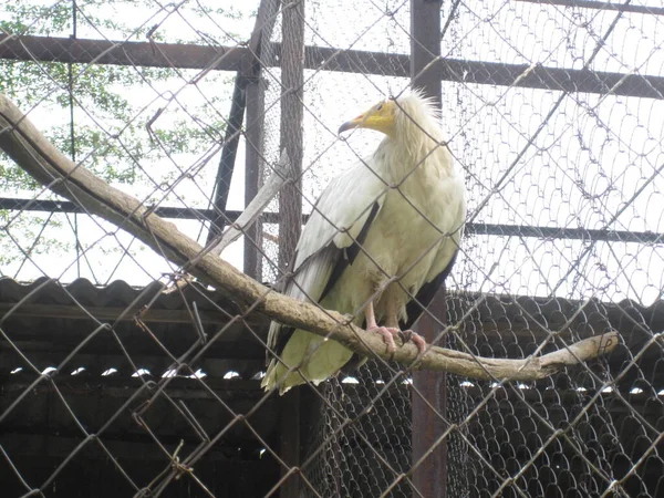 Keselyű Egy Fehér Ragadozó Madár Egy Kerítés Mögött Egy Állatkertben — Stock Fotó