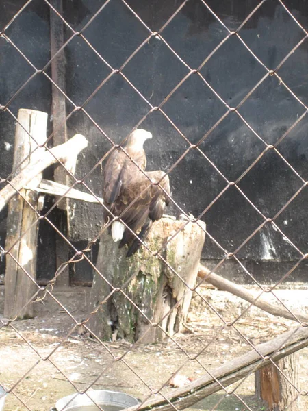 鷲は動物園の柵の後ろで羽を下げた — ストック写真