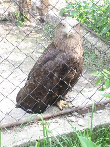 A proud beautiful eagle is looking at the camera behind a fence in a zoo
