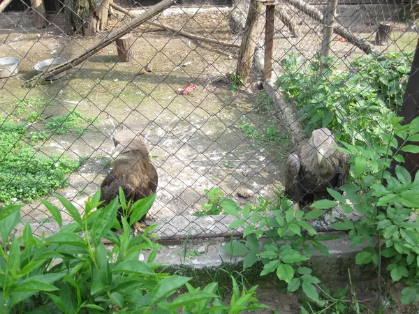 Два Орла Зоопарке Забором — стоковое фото